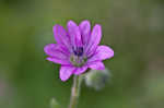 Dovefoot geranium